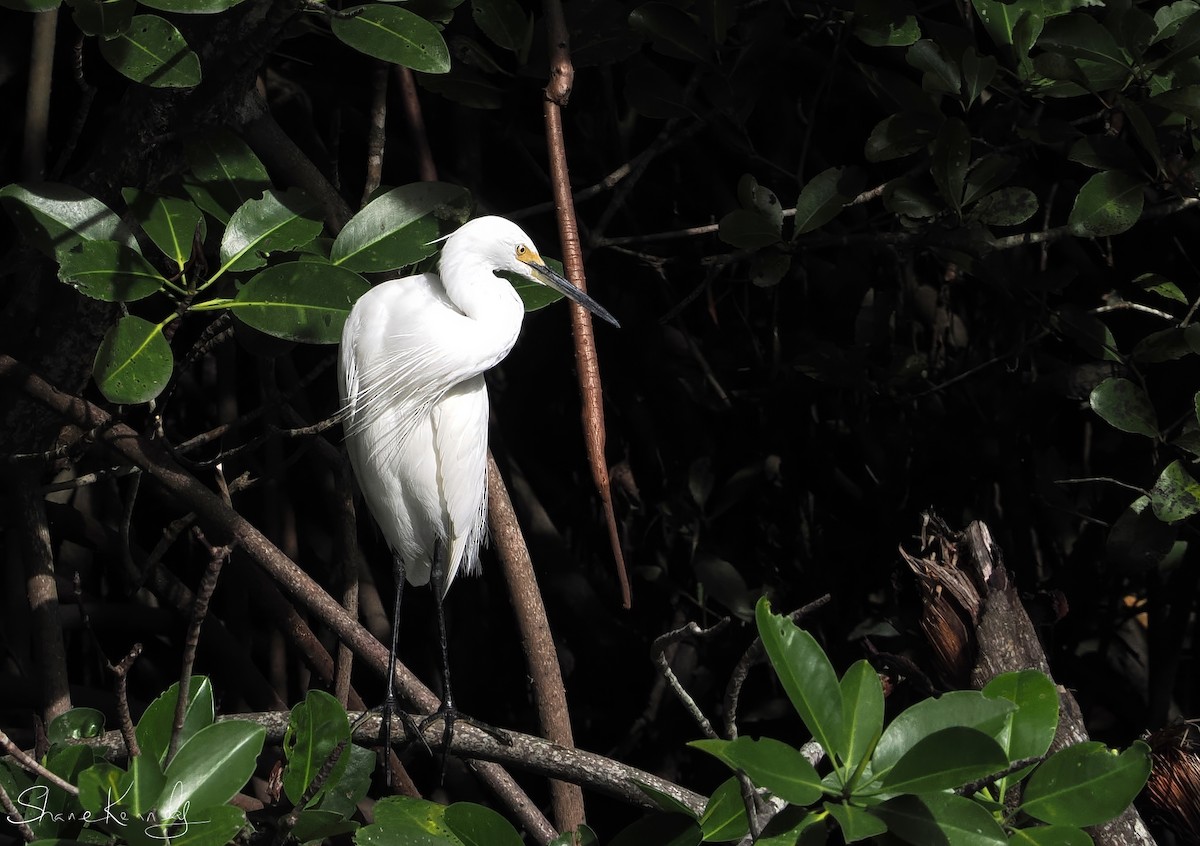 小白鷺 - ML646624380