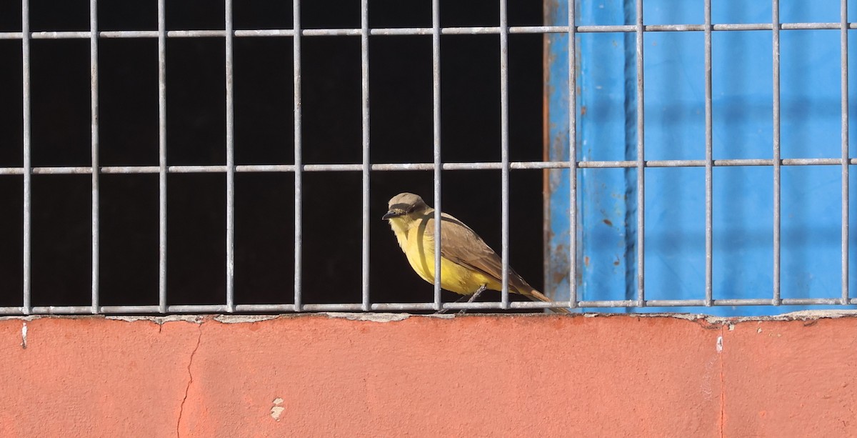 ウシタイランチョウ - ML646624381