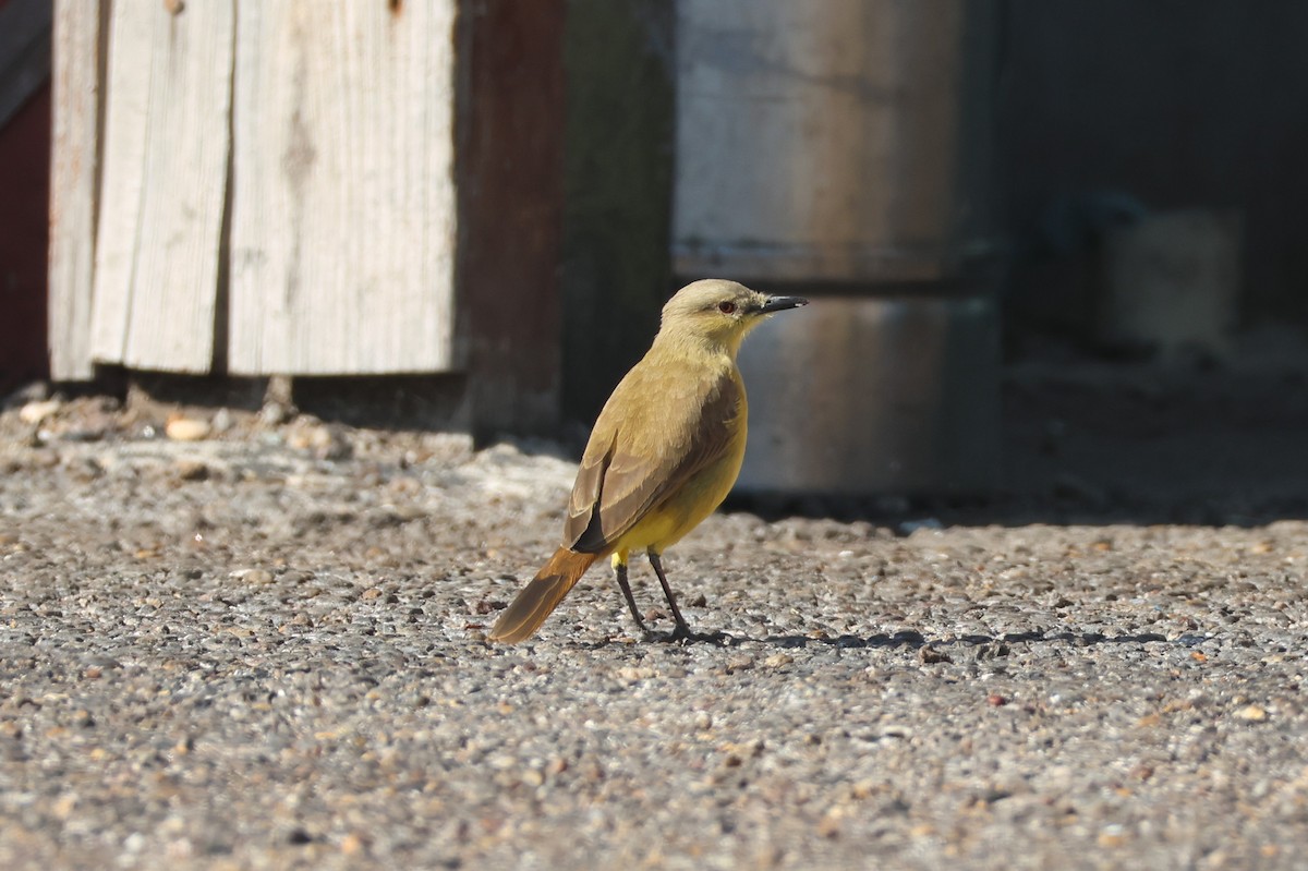 ウシタイランチョウ - ML646624382