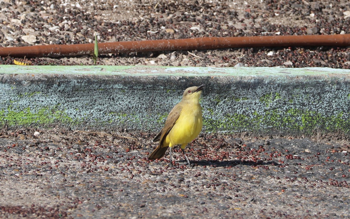 ウシタイランチョウ - ML646624383