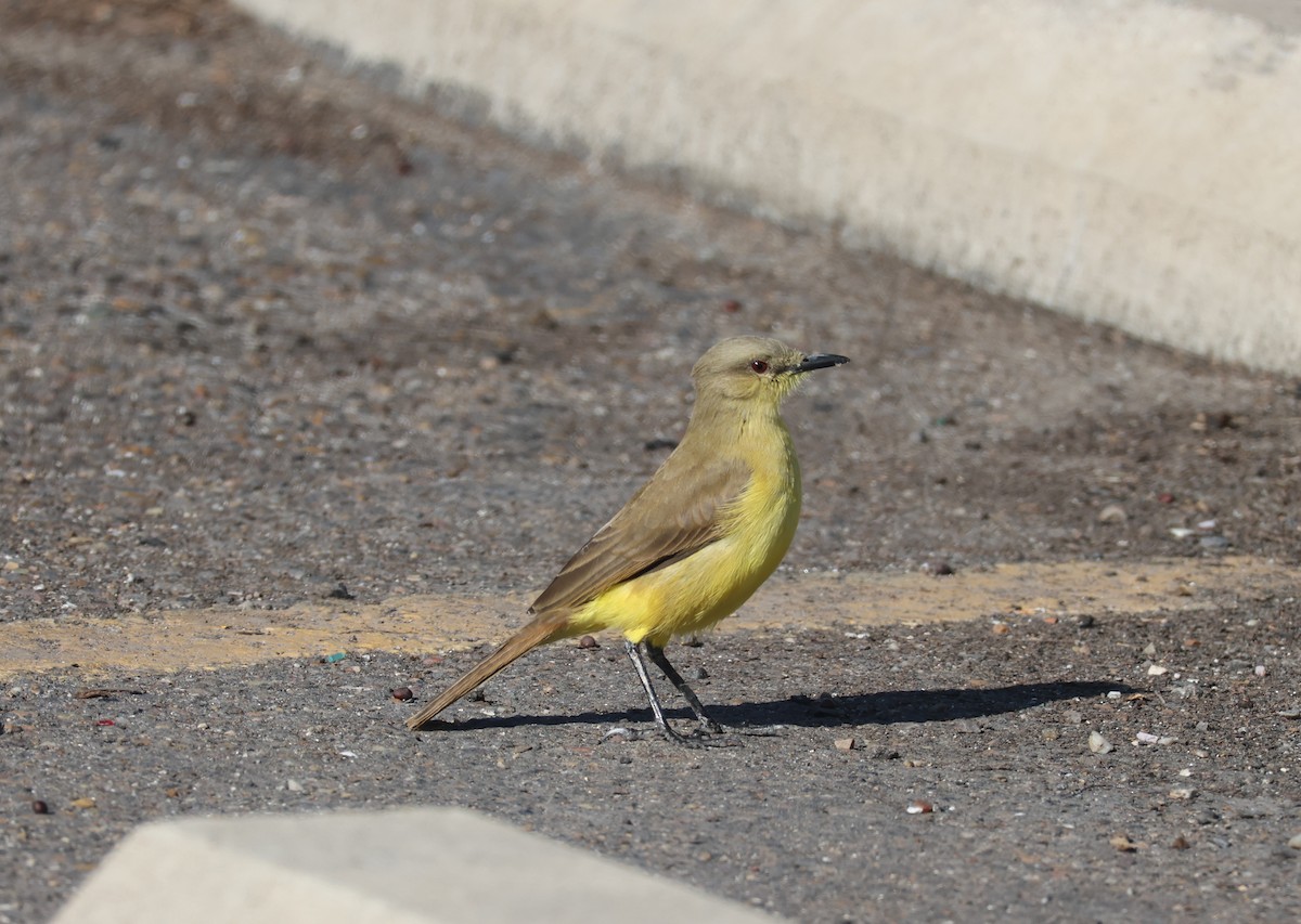 ウシタイランチョウ - ML646624384