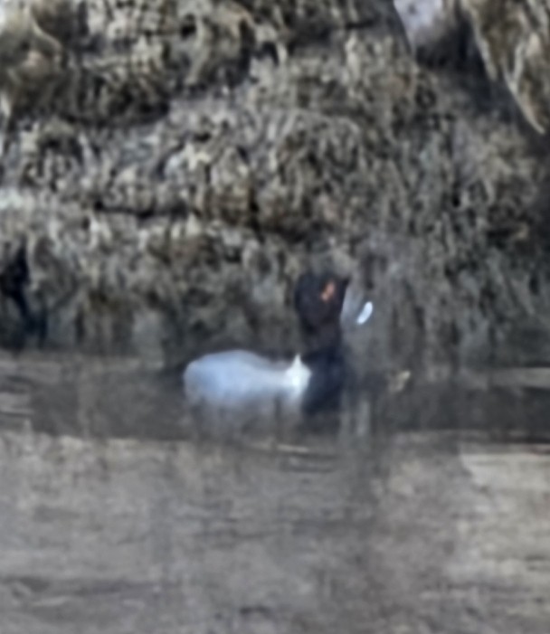 Ring-necked Duck - ML646624385