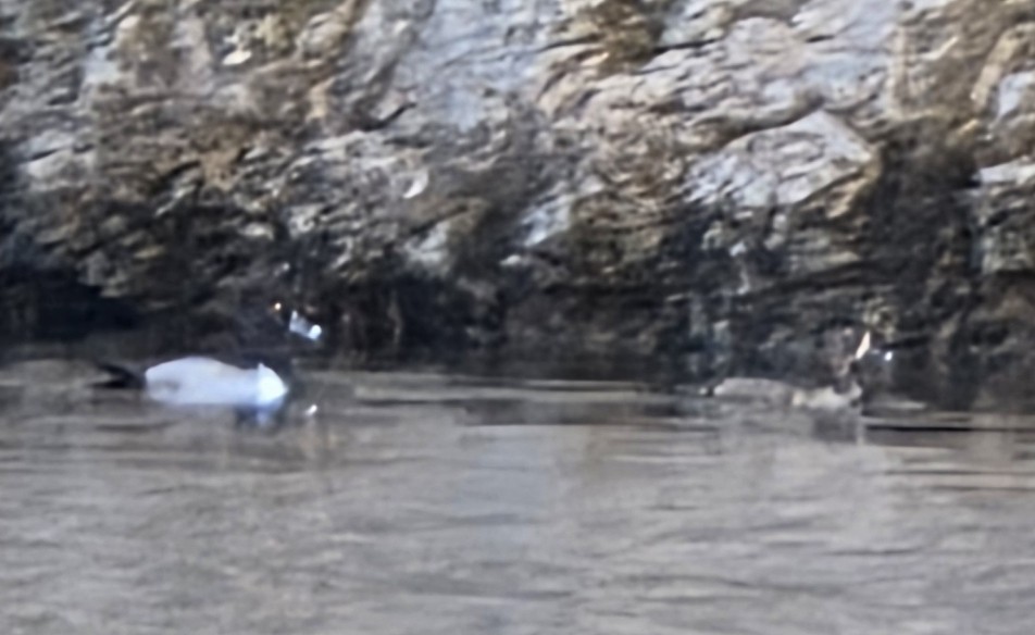 Ring-necked Duck - ML646624386