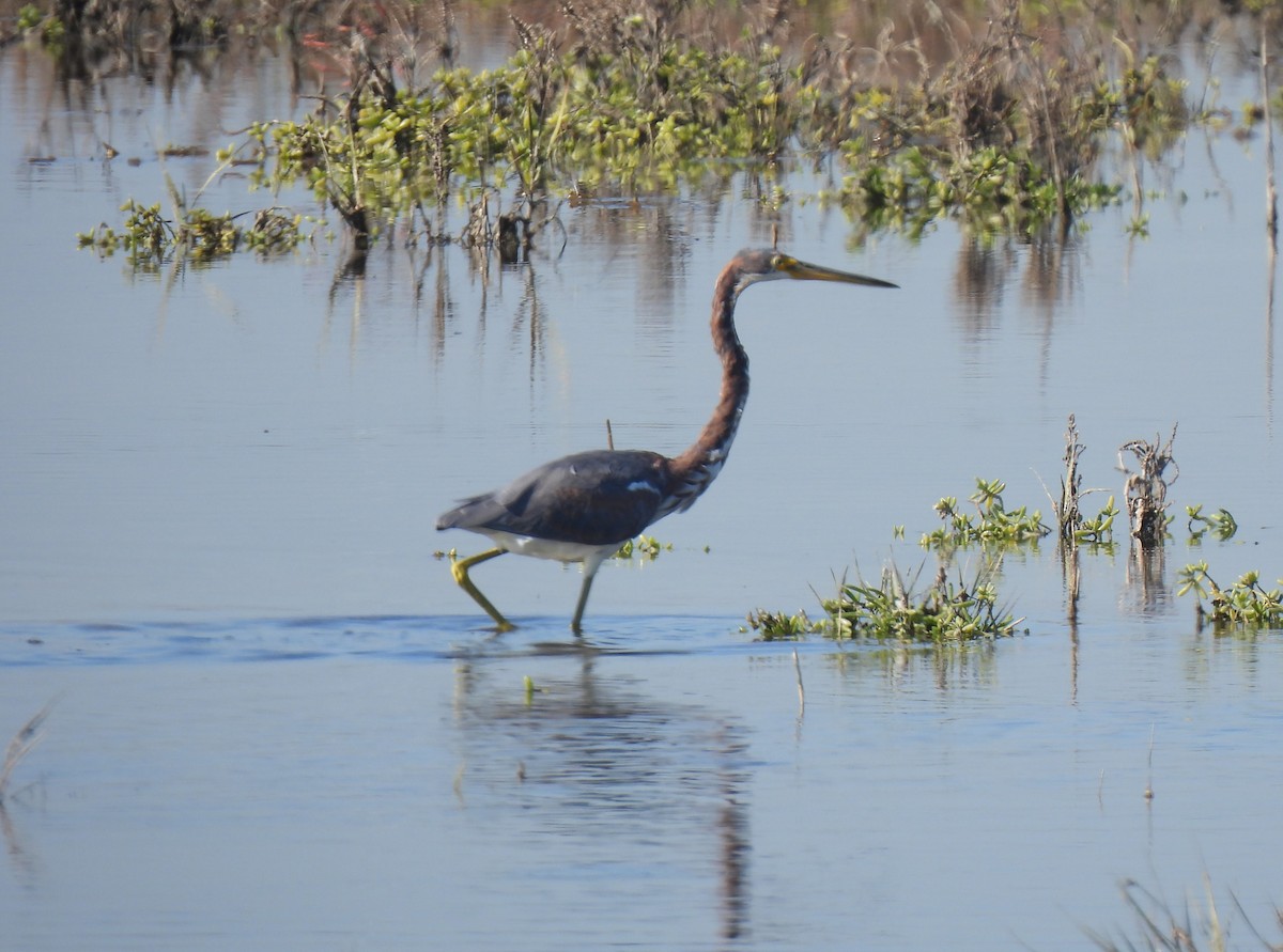 Tricolored Heron - ML646624387