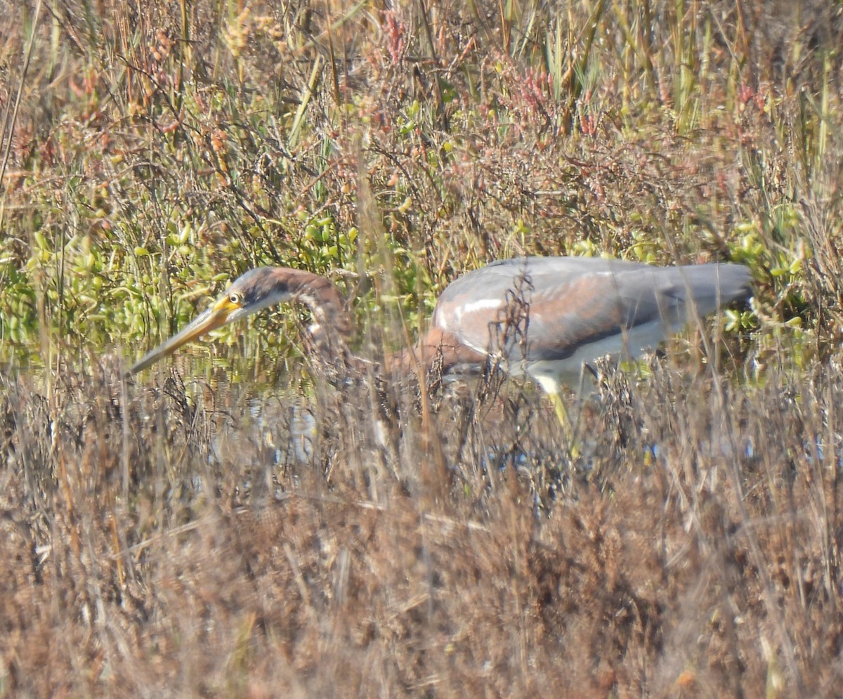 Tricolored Heron - ML646624388