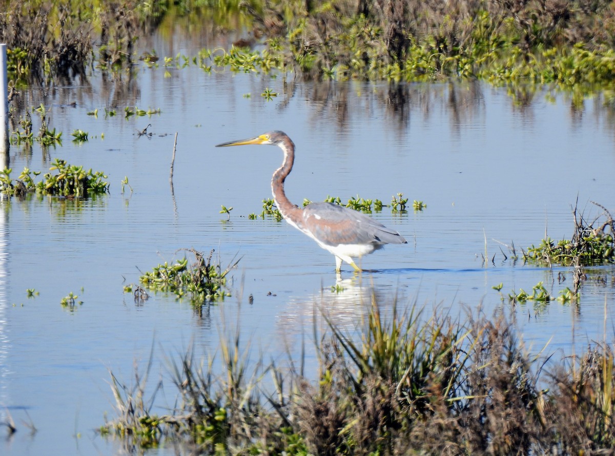 Tricolored Heron - ML646624389