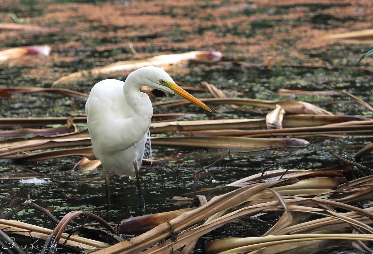 大白鷺 - ML646624390