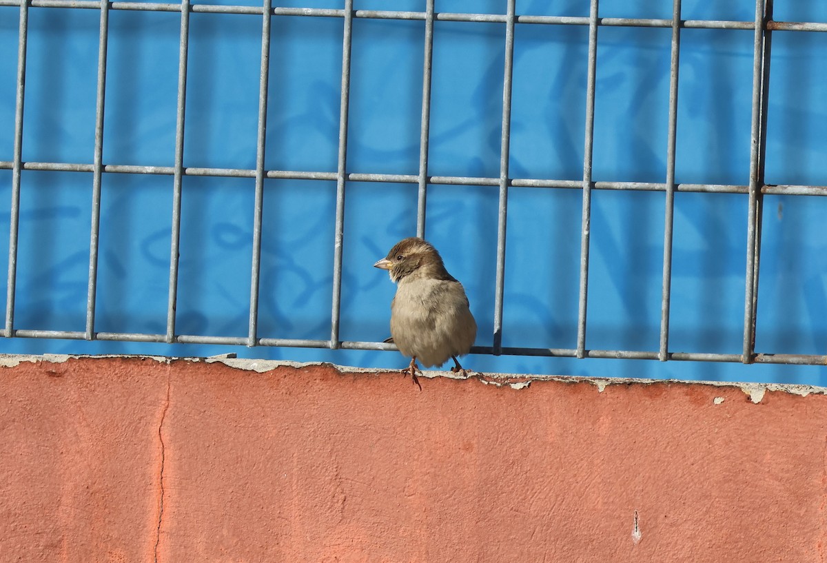 イエスズメ - ML646624391