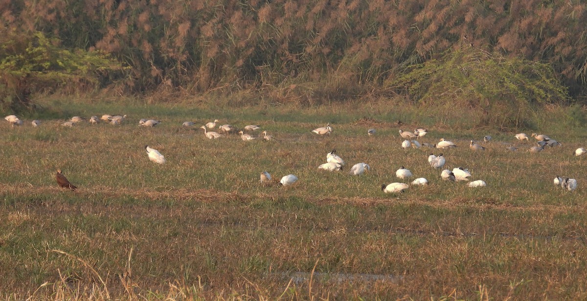 Oriyental Kutsal Aynağı - ML646624392