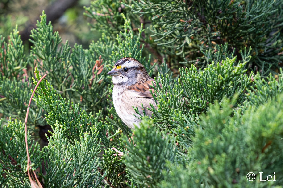White-throated Sparrow - ML646624393