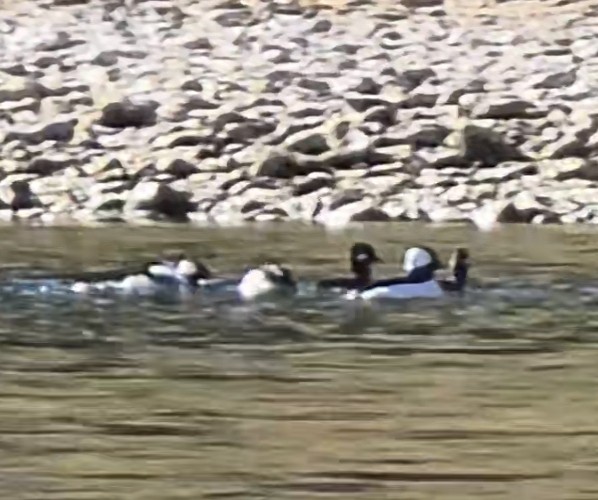 Bufflehead - ML646624394