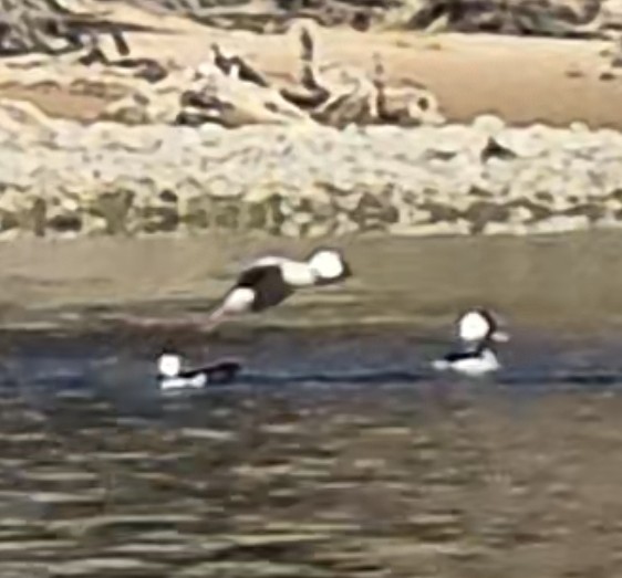 Bufflehead - ML646624395