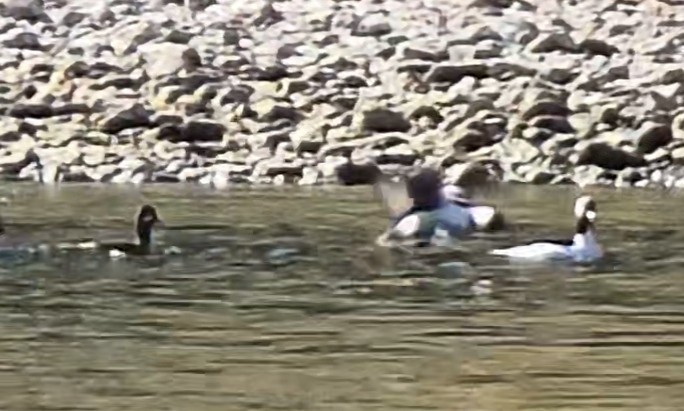 Bufflehead - ML646624396