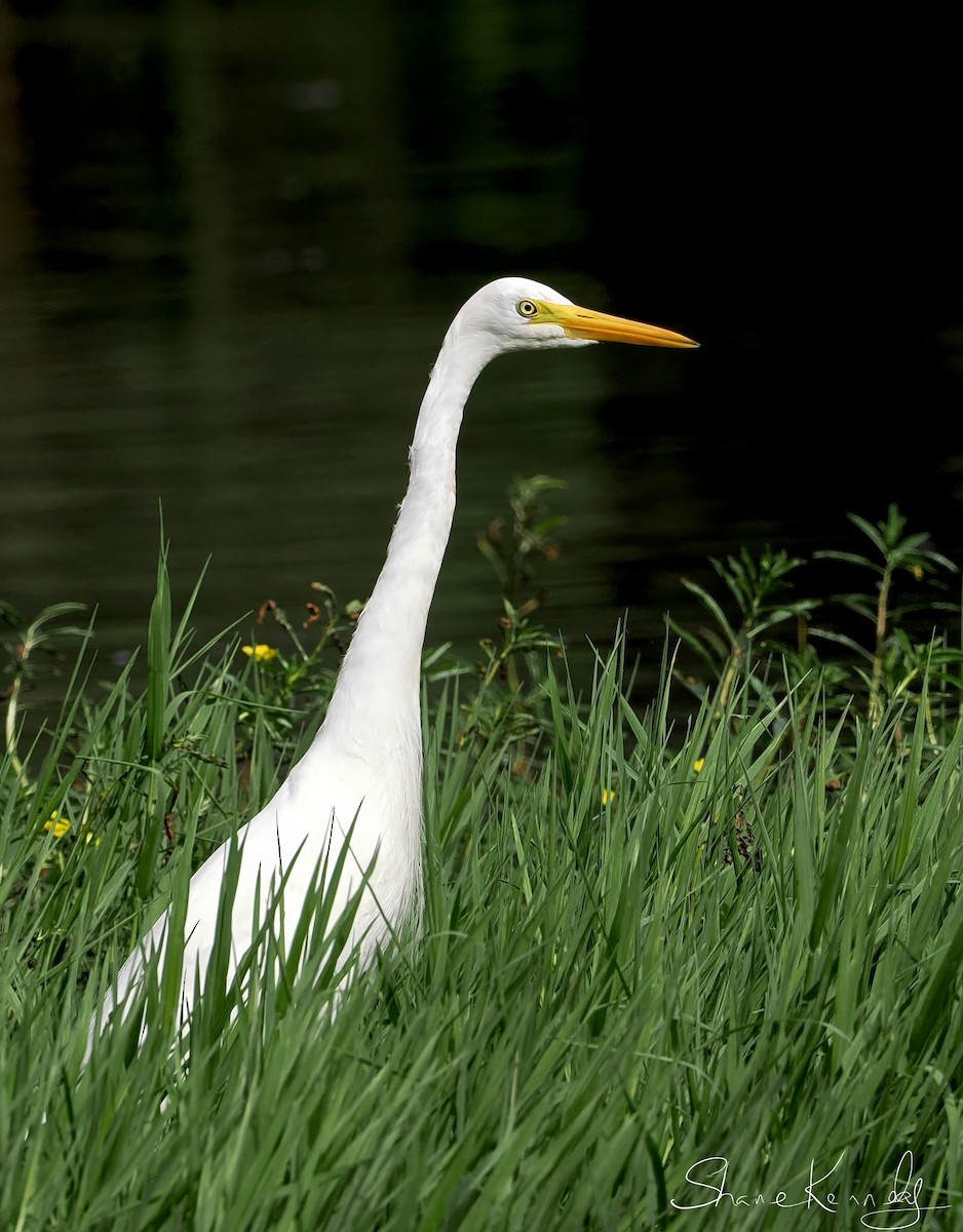 brudehegre - ML646624399