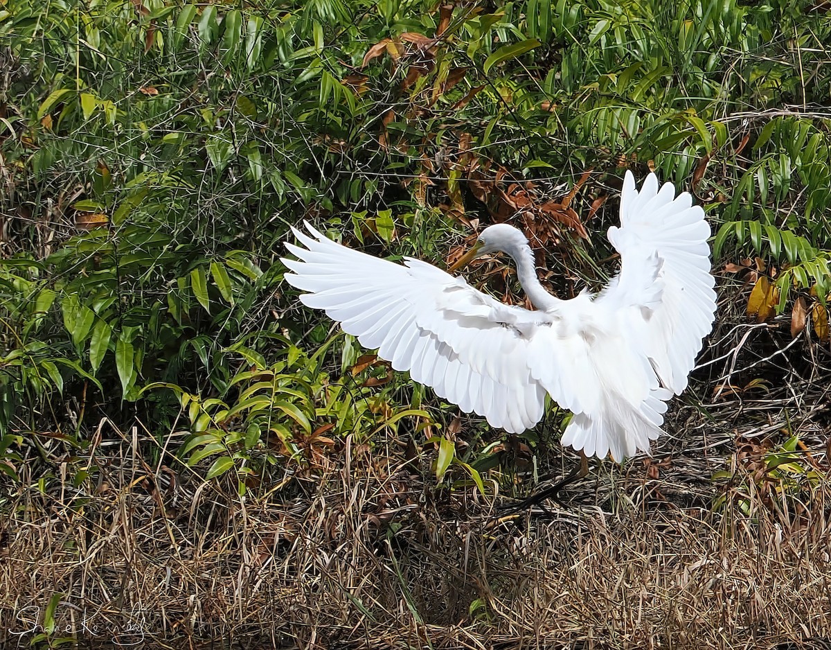 brudehegre - ML646624400