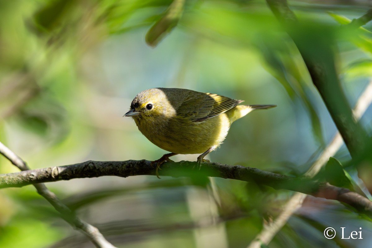 Orange-crowned Warbler - ML646624401