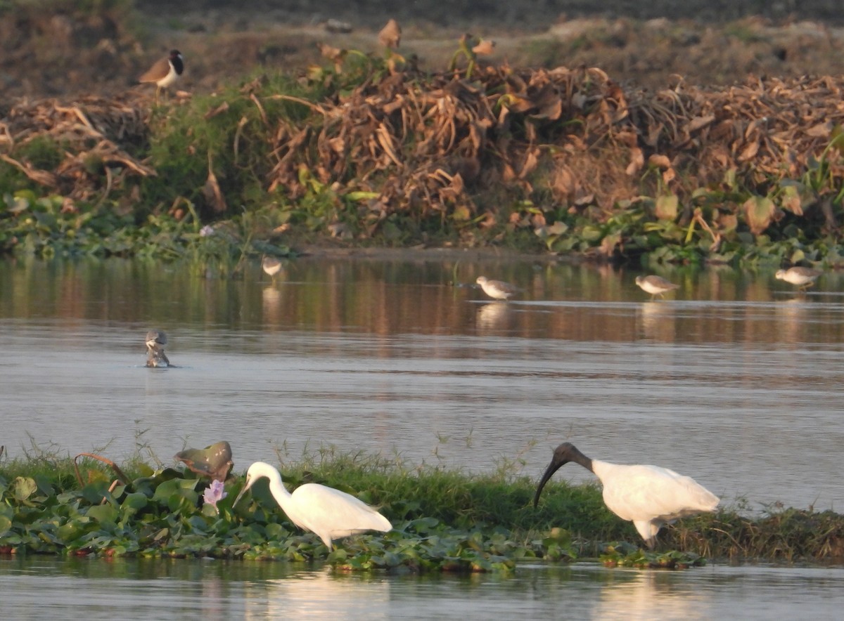 Oriyental Kutsal Aynağı - ML646624402