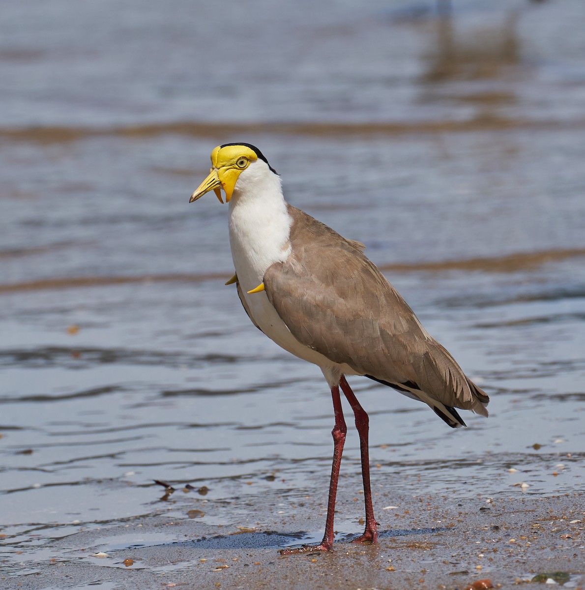 ズグロトサカゲリ - ML646624403