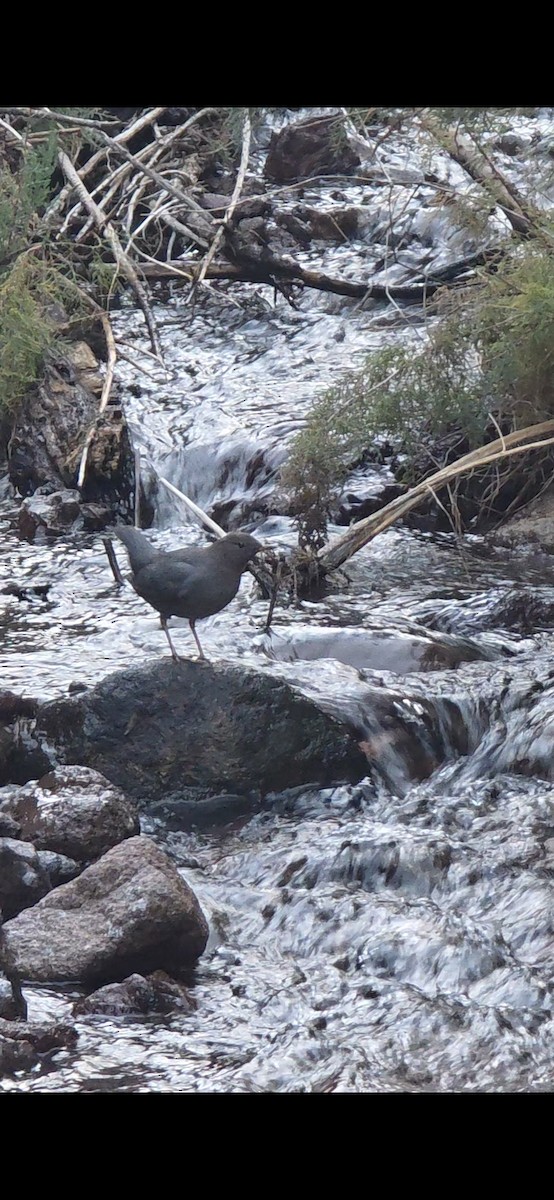 American Dipper - ML646624404