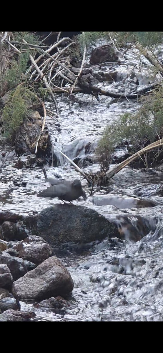 American Dipper - ML646624405