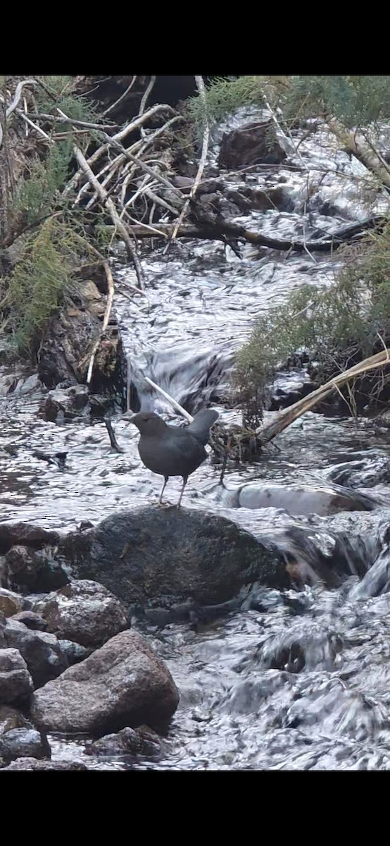 American Dipper - ML646624406