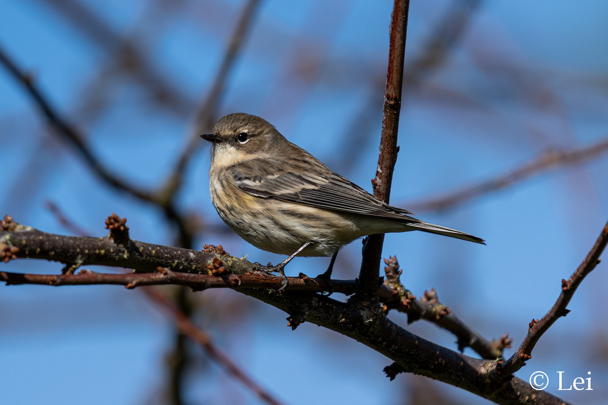 myrteparula - ML646624407