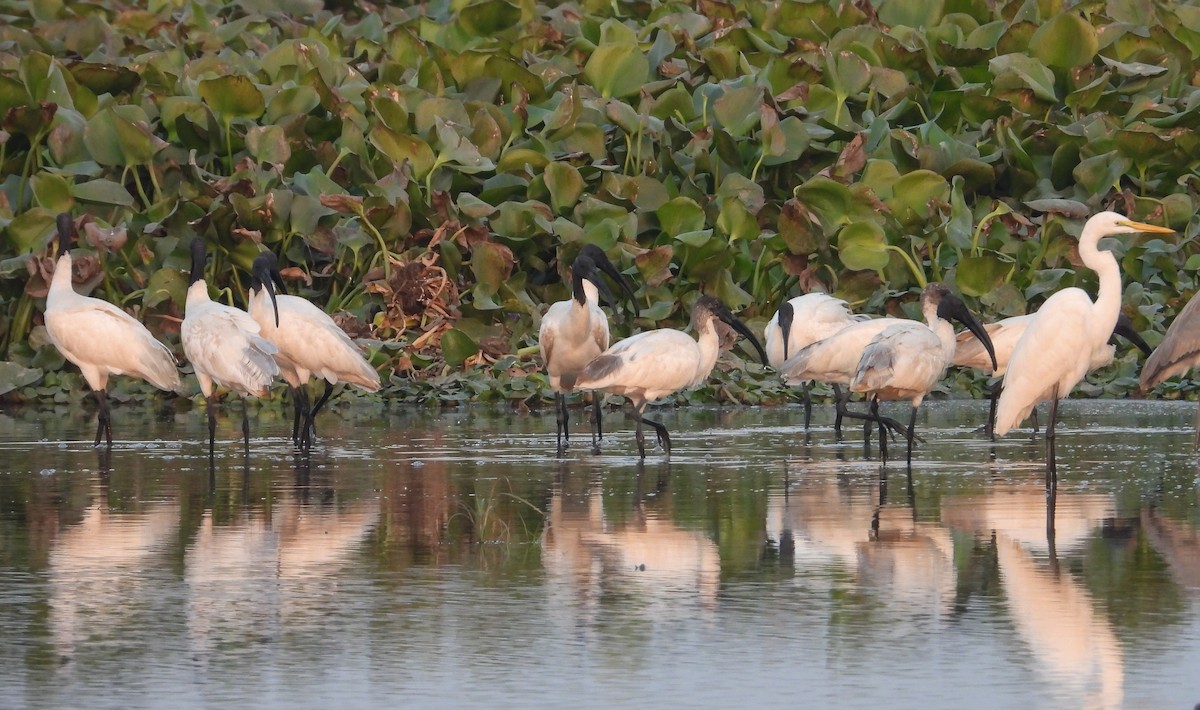 Oriyental Kutsal Aynağı - ML646624409