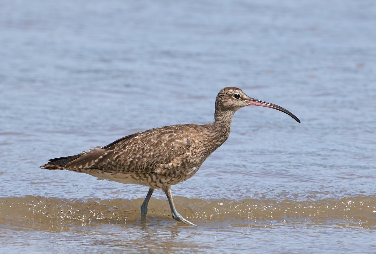 チュウシャクシギ - ML646624410