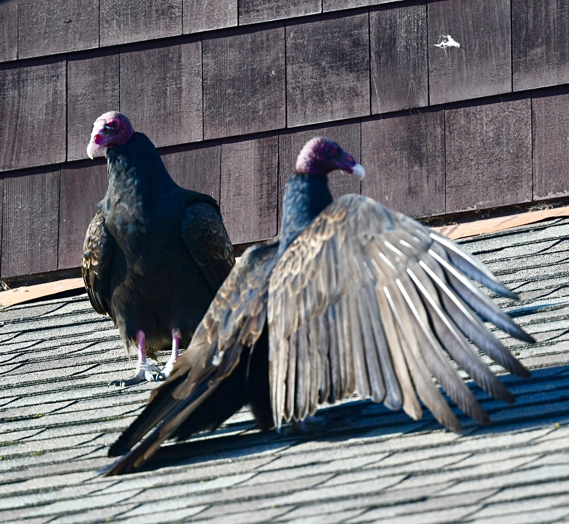 ヒメコンドル - ML646624411