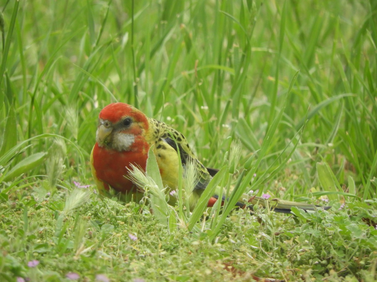 Eastern Rosella - ML646624412