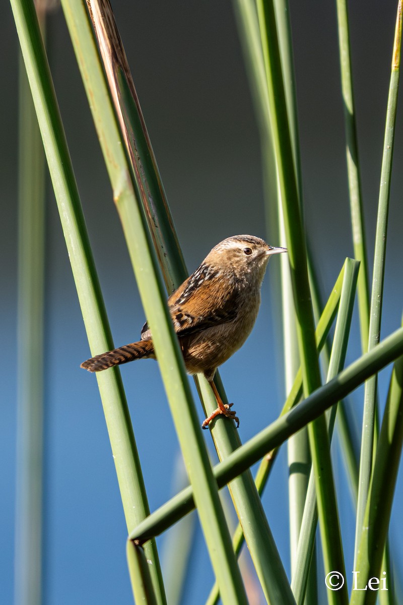 myrsmett - ML646624413