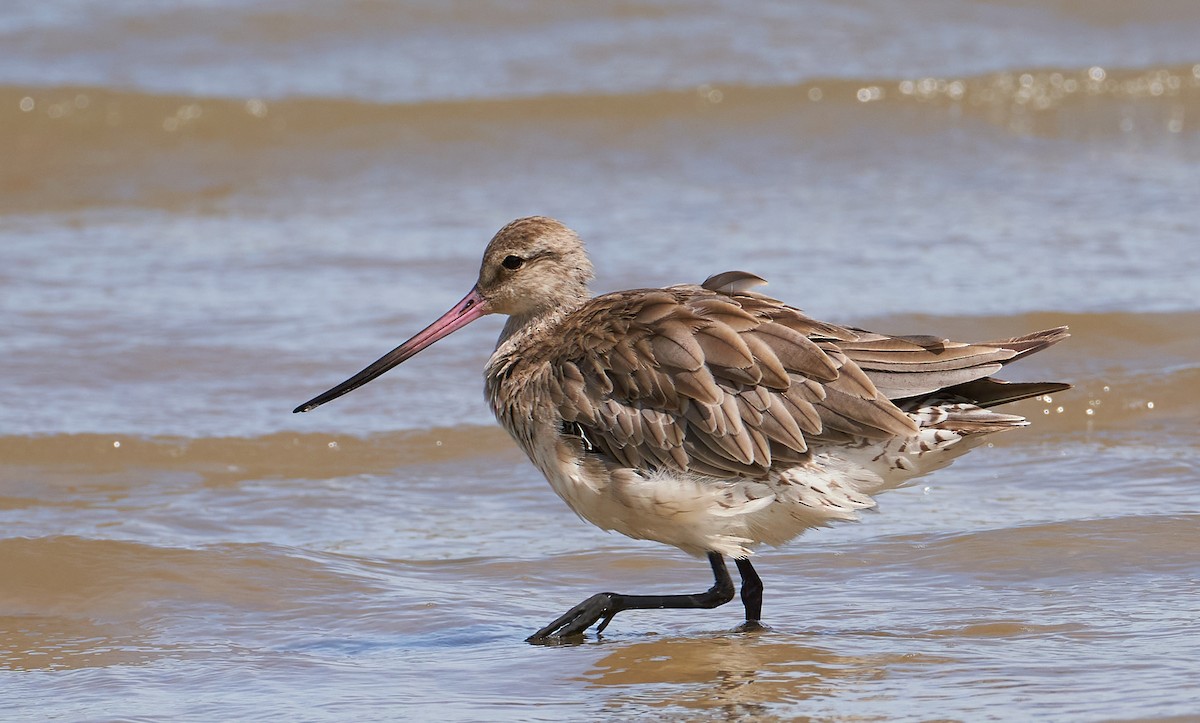 オオソリハシシギ（baueri グループ） - ML646624414