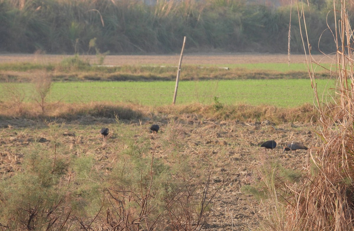 Kara Aynak - ML646624415