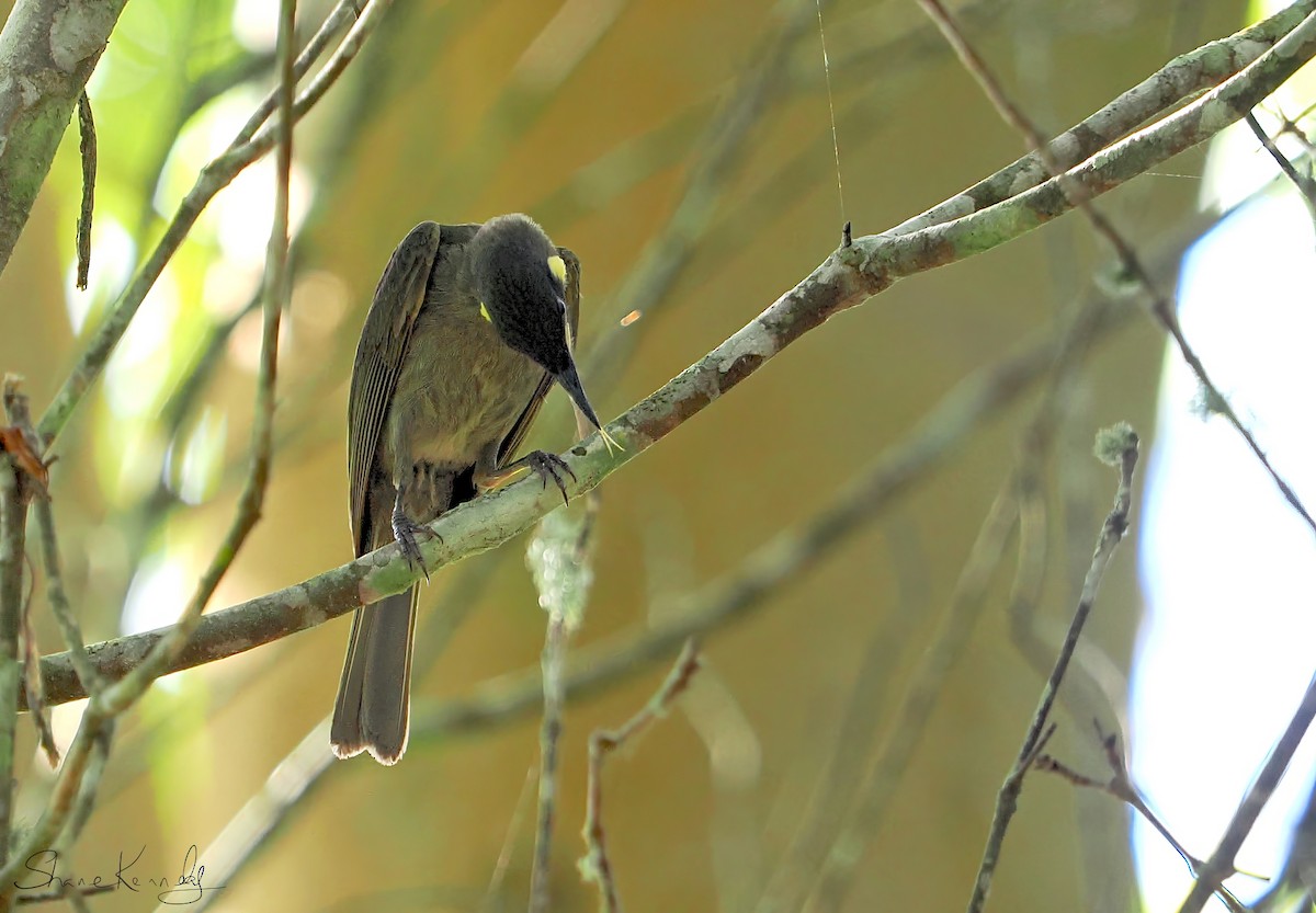 grønnpirol - ML646624416