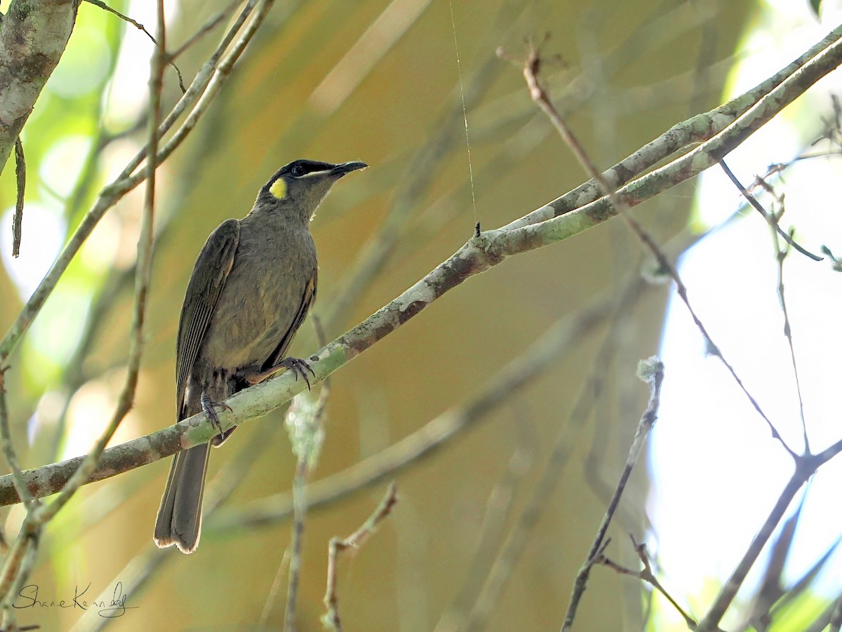 grønnpirol - ML646624417