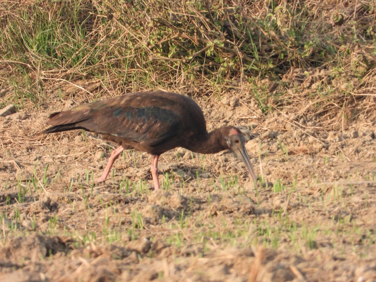 Kara Aynak - ML646624418