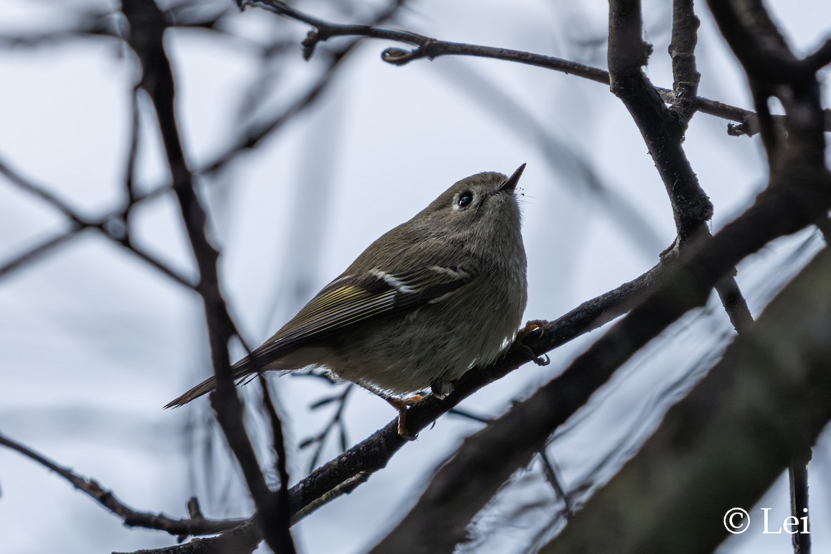 rubinfuglekonge - ML646624419