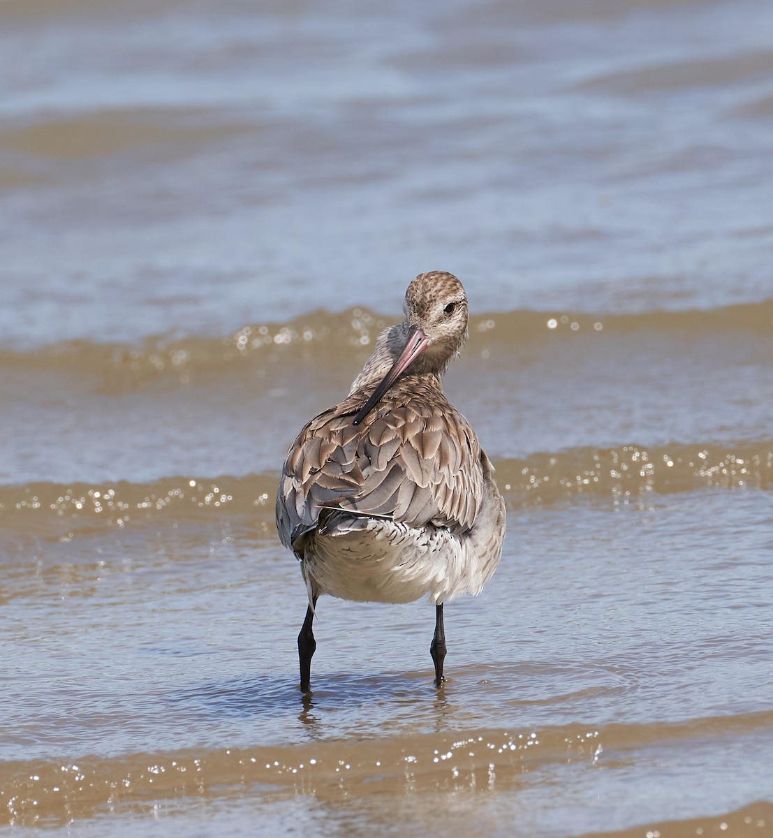 オオソリハシシギ（baueri グループ） - ML646624420