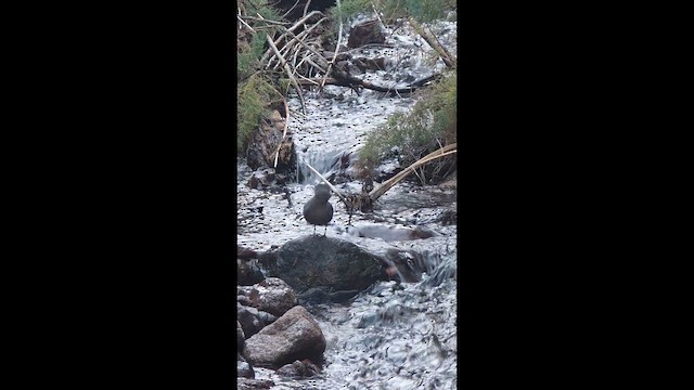 American Dipper - ML646624421