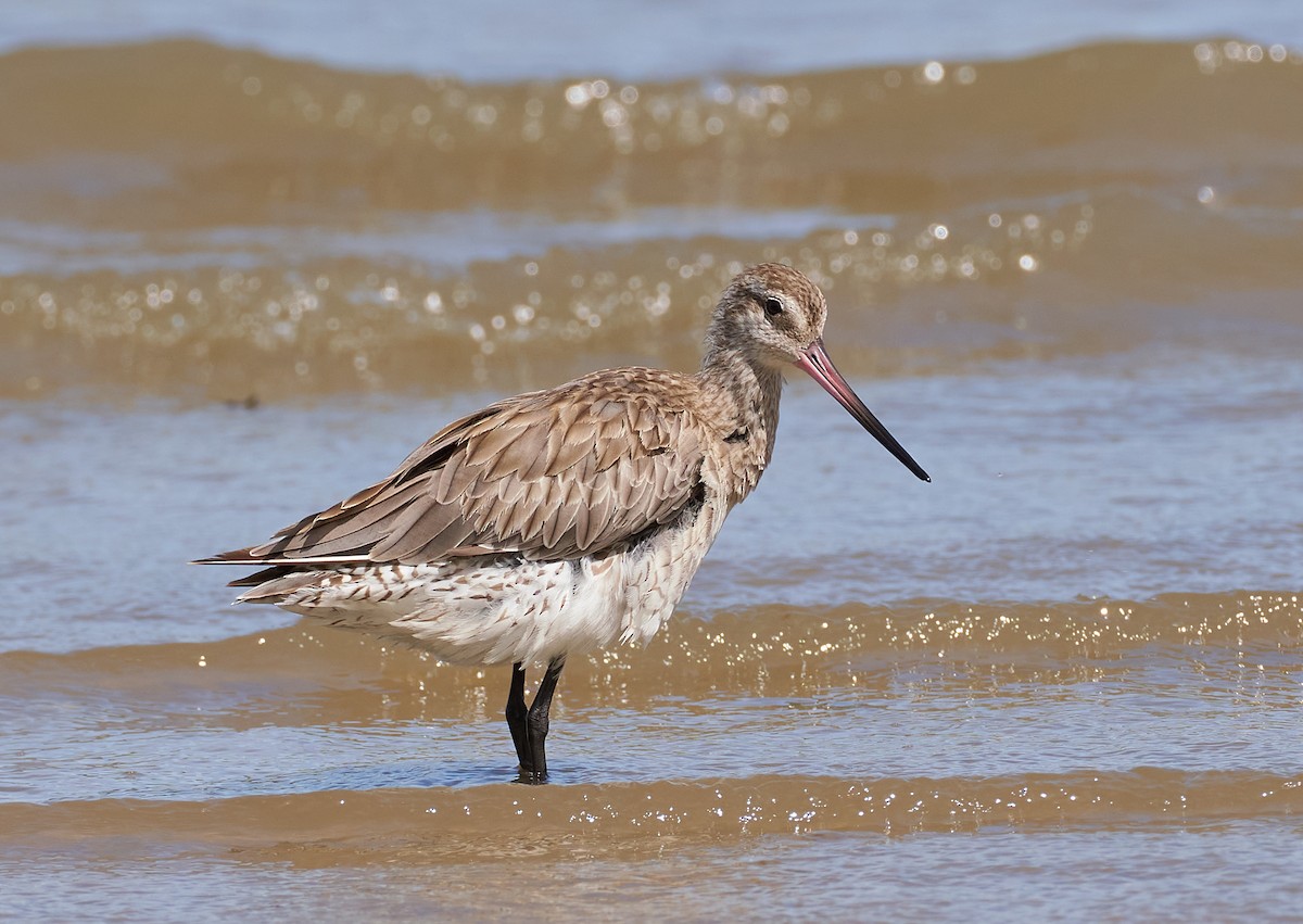 オオソリハシシギ（baueri グループ） - ML646624422