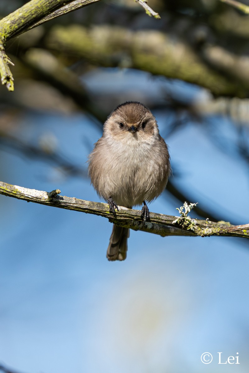 krattmeis - ML646624423