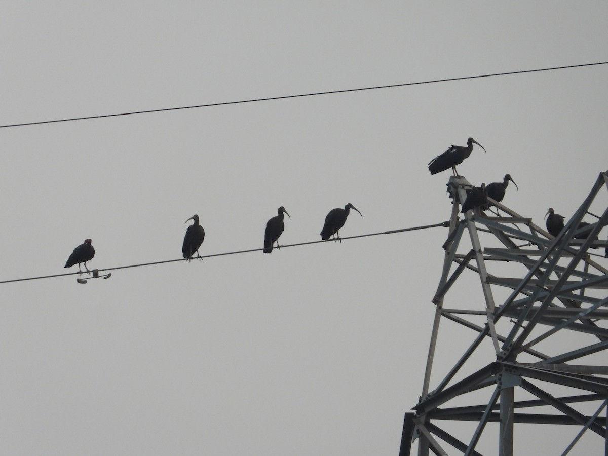 Kara Aynak - ML646624425