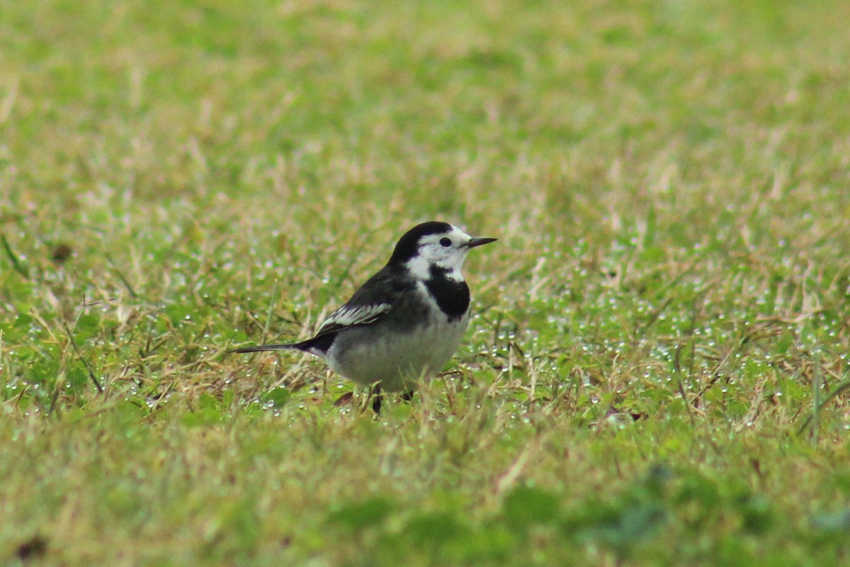 נחליאלי לבן (בריטי) - ML646624426