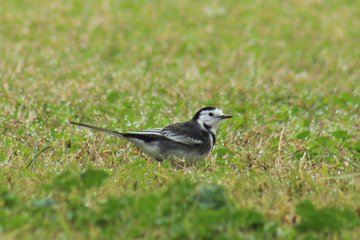 נחליאלי לבן (בריטי) - ML646624427