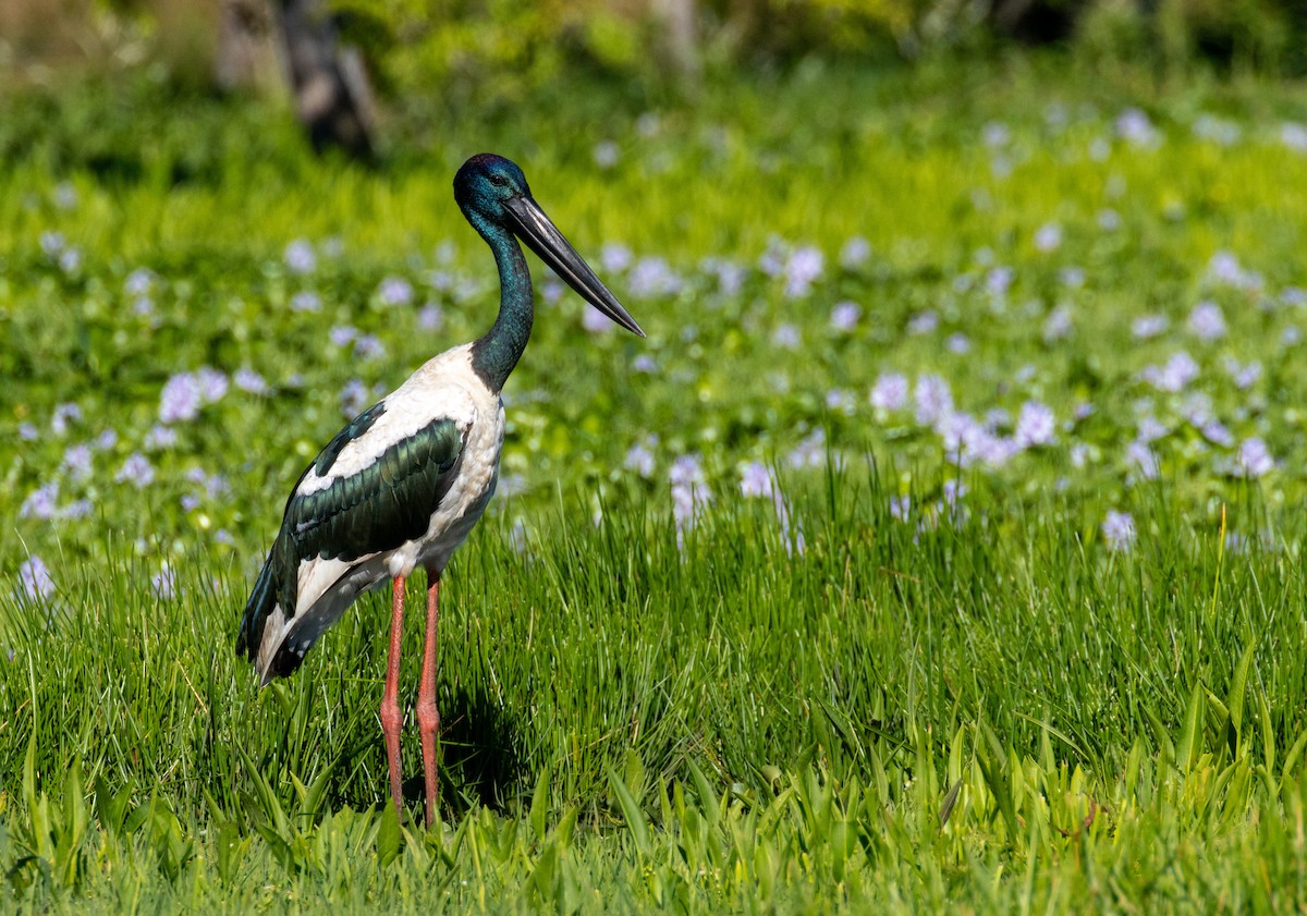 Asya Jabirusu - ML646624428