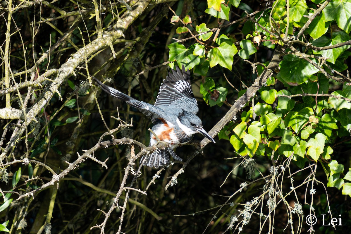 belteisfugl - ML646624429