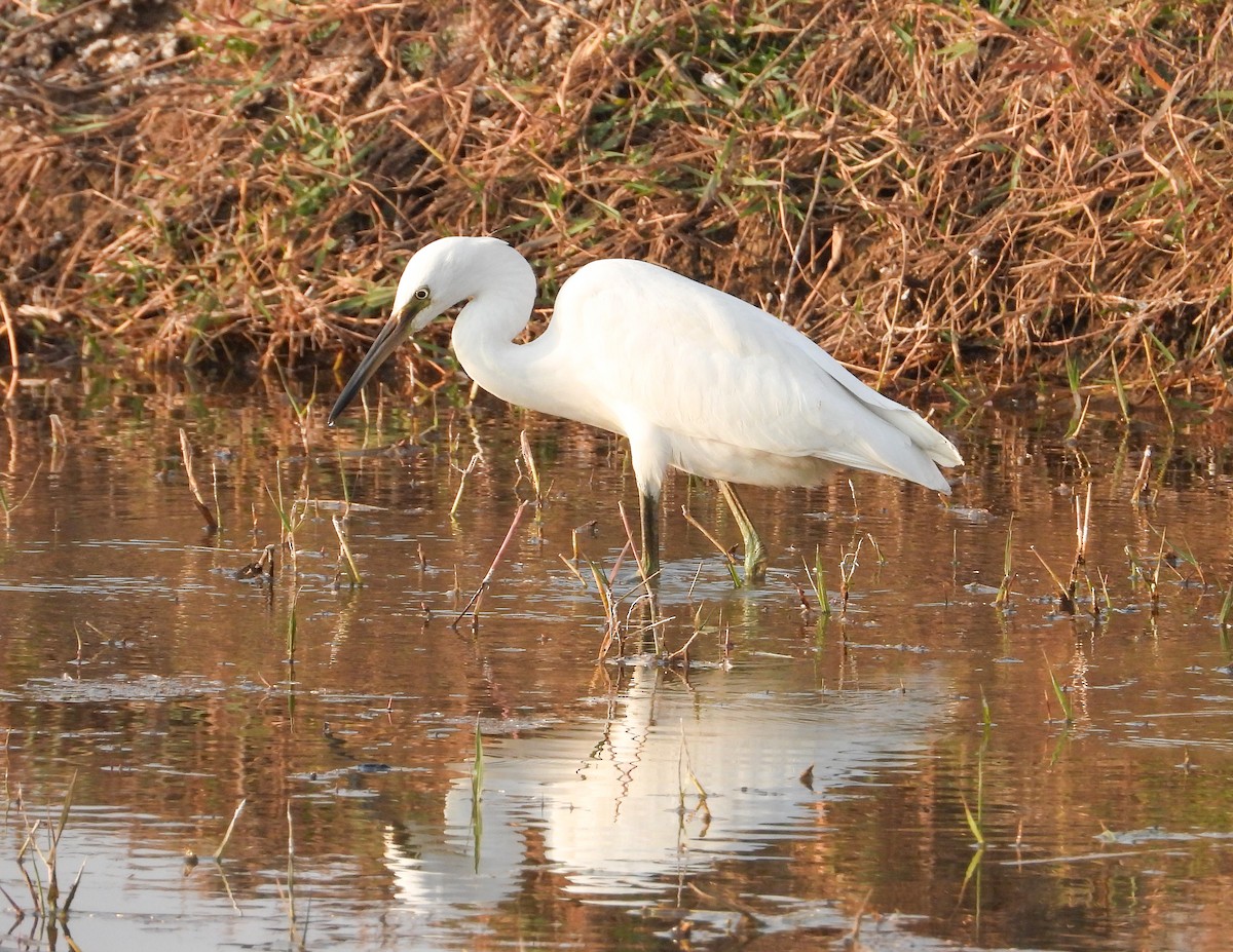 Küçük Ak Balıkçıl - ML646624430