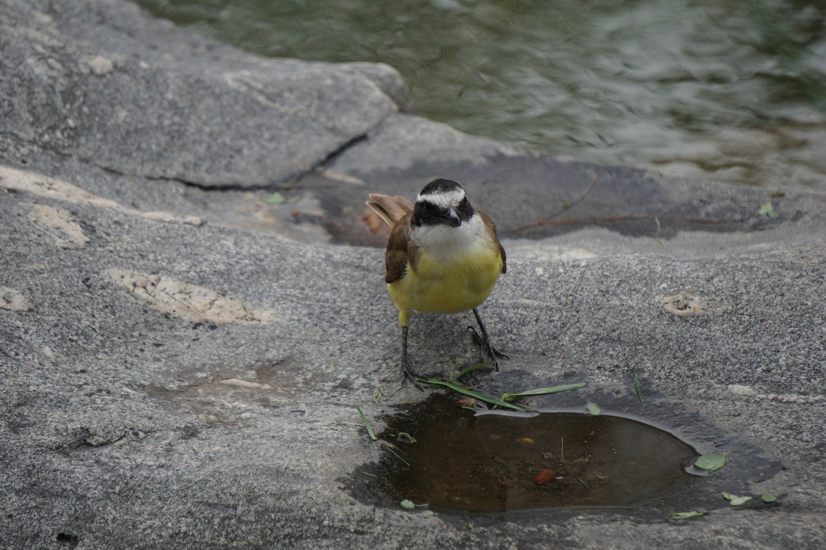 storkiskadi - ML646624431