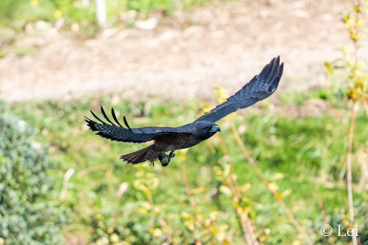 rødstjertvåk - ML646624432