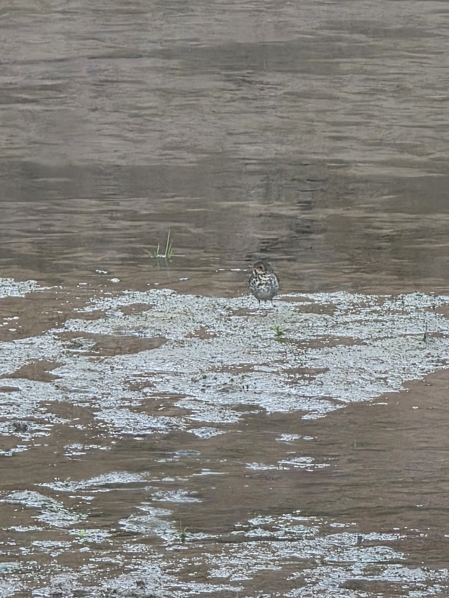 eremittskogtrost - ML646624433